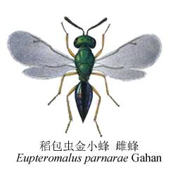 稻苞虫金小蜂