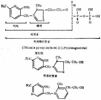 硫胺素