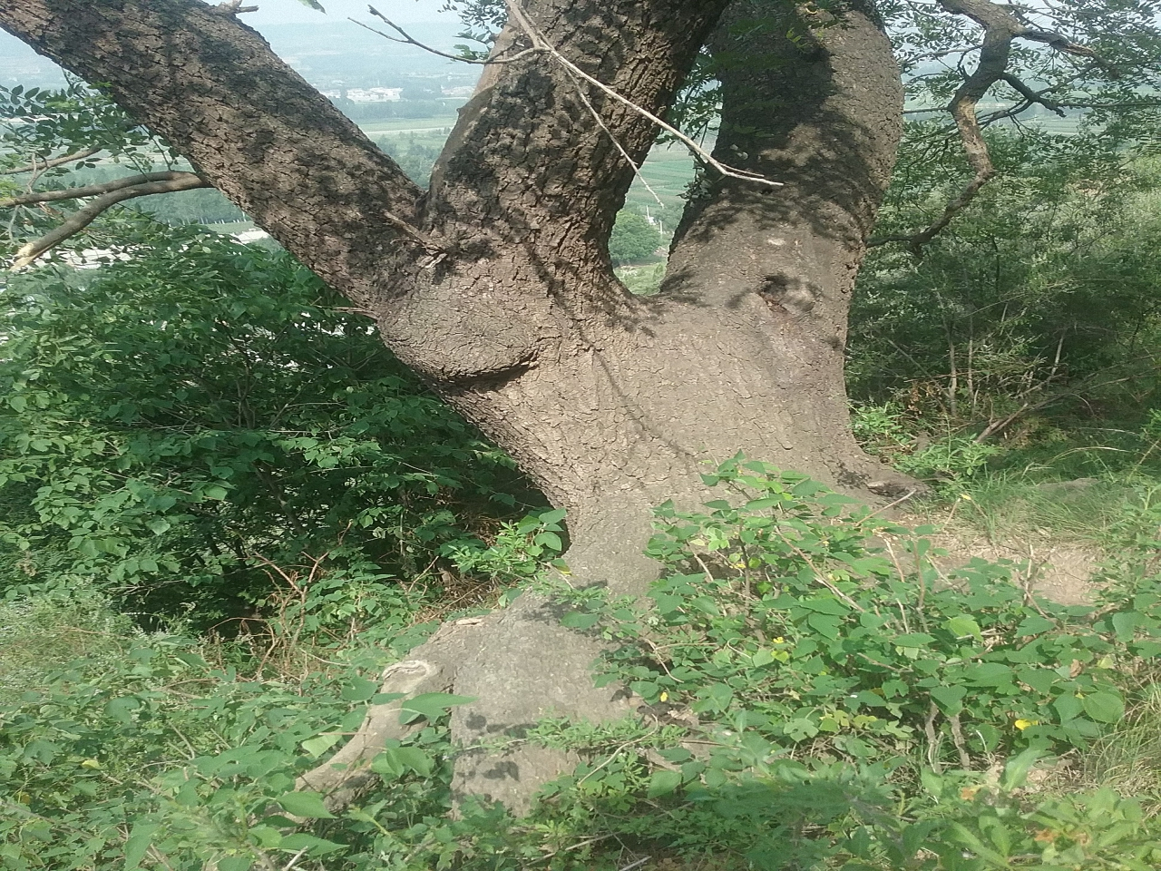 草碧镇东侧古槐树