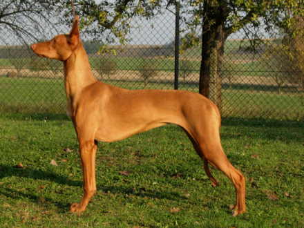 法老王猎犬