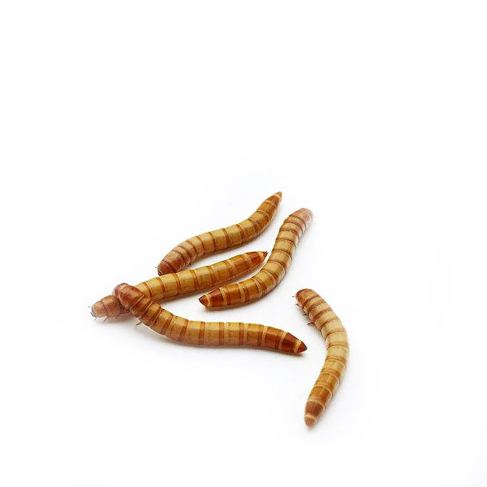 黄粉虫