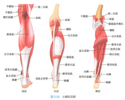 小腿肌后群