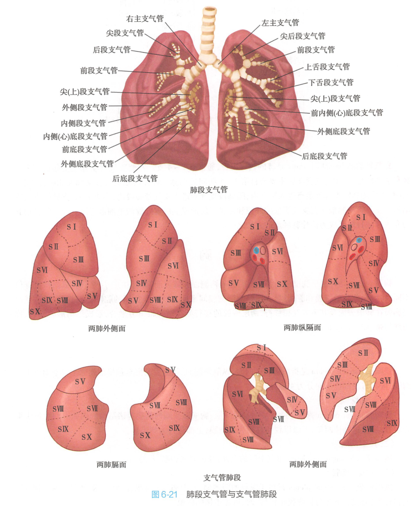 肺段支气管与支气管肺段 