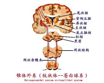 纹状体——苍白球系
