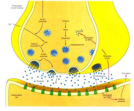 突触间隙 突触间隙