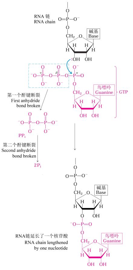 图2 在RNA合成中的三磷酸鸟苷 