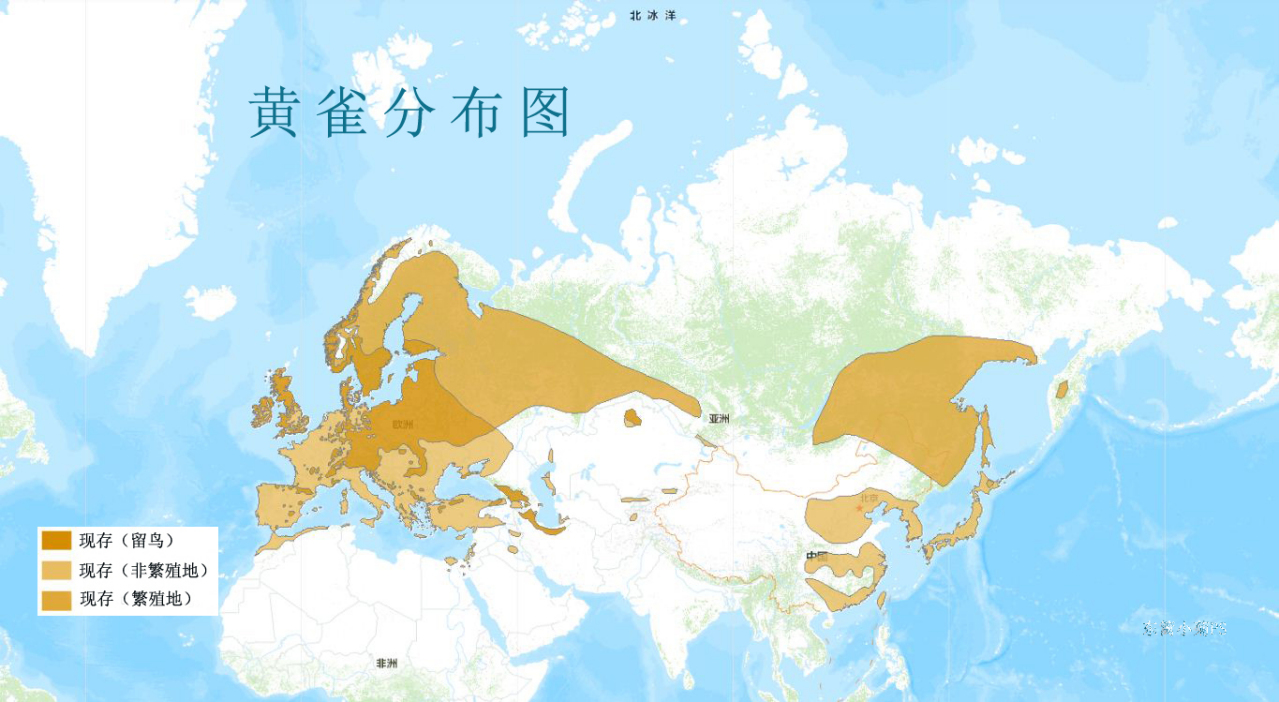 黄雀分布图