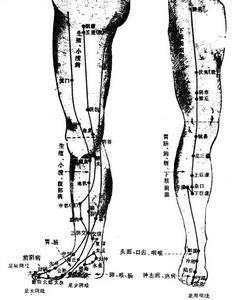 下肢部经络腧穴1
