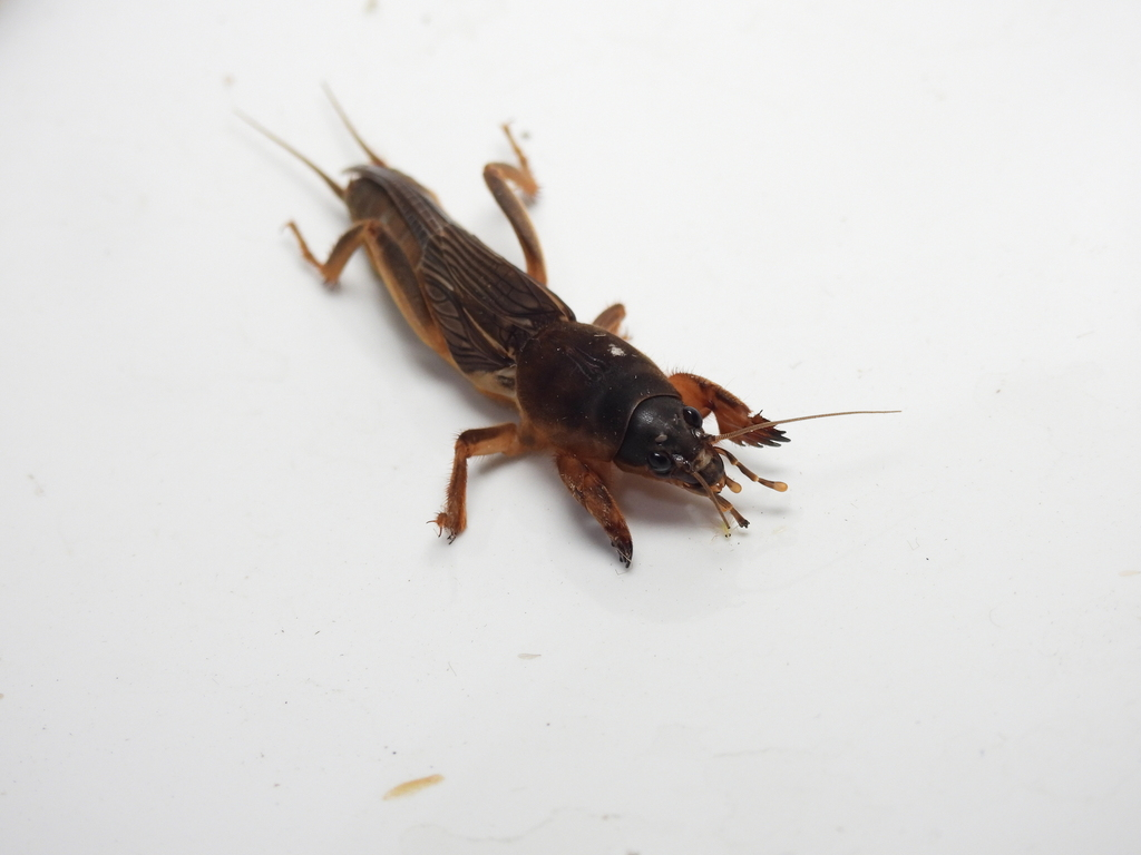 非洲蝼蛄