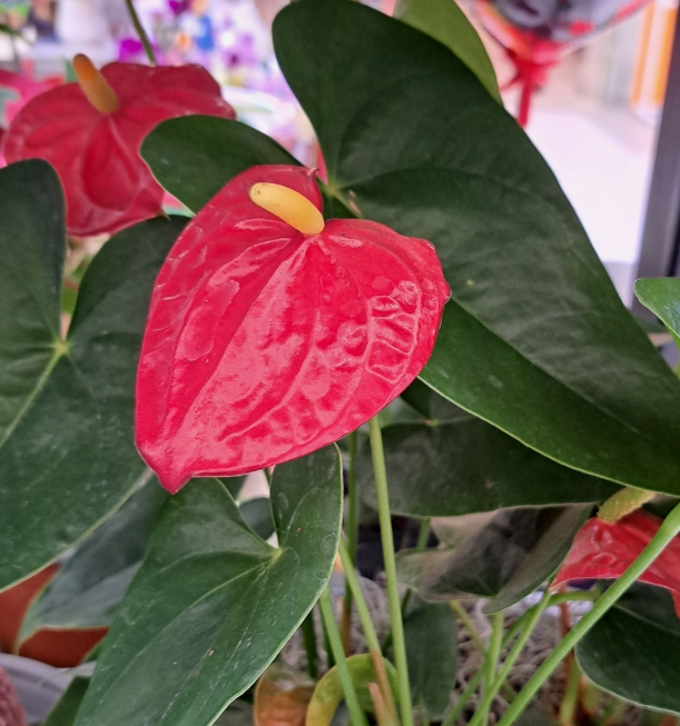 花烛的花