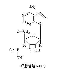 环腺苷酸