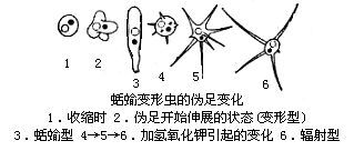 变形虫的伪足变化
