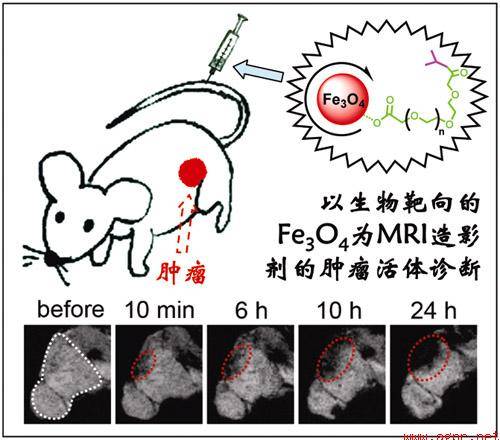磁性微粒 磁性微粒