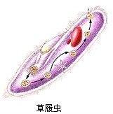 单细胞生物