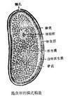 原生质