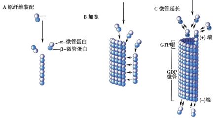 微管的组装过程
