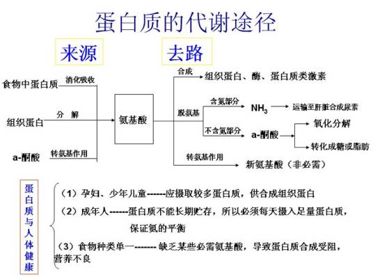蛋白质代谢 蛋白质代谢