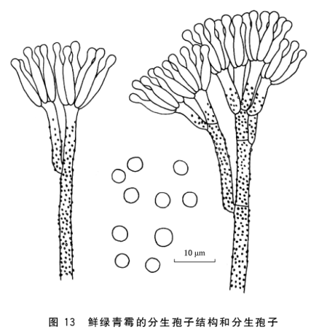 纯绿青霉的分生孢子