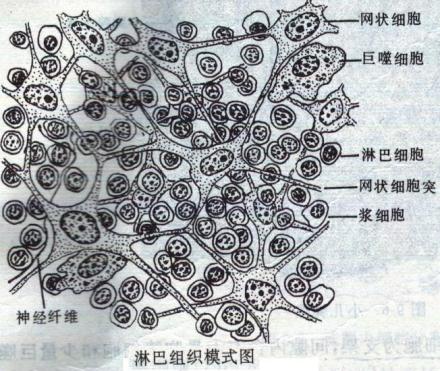 免疫系统是埃博拉的帮凶?
