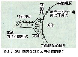 乙酰胆碱的释放及其与受体的结合