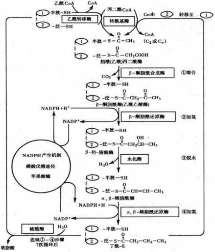 脂肪酸合成