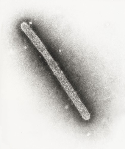 原形毕露的h5n1型禽流感病毒