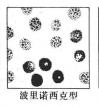 波里诺西克型