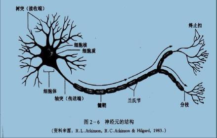 脑细胞神经元