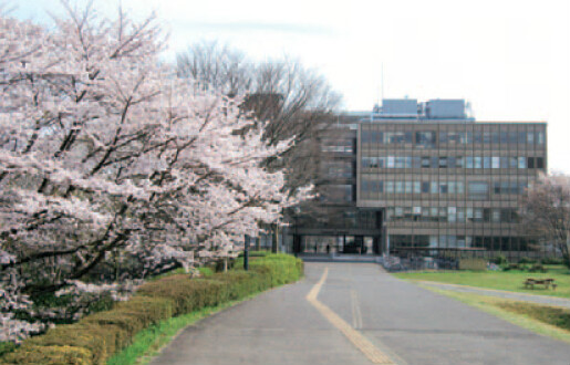 筑波大学樱花