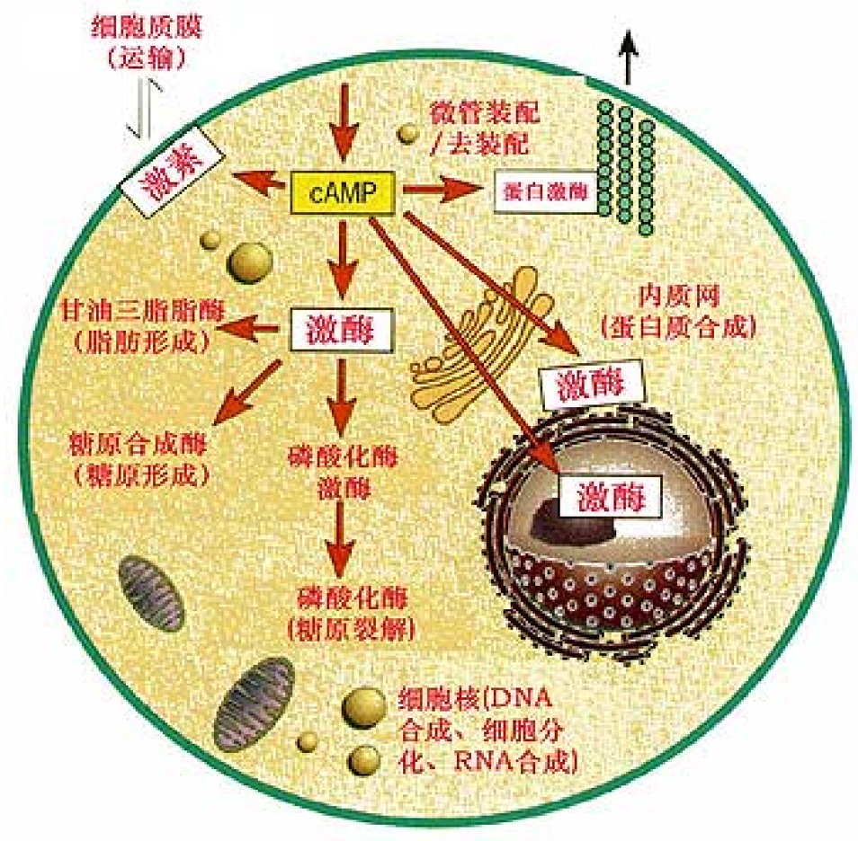 环磷酸腺苷