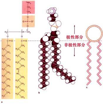 磷脂双分子层