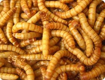 黄粉虫