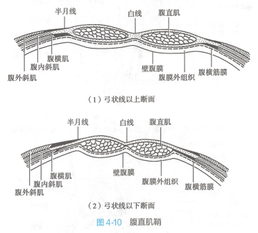 腹直肌鞘