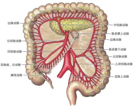结肠的动脉 