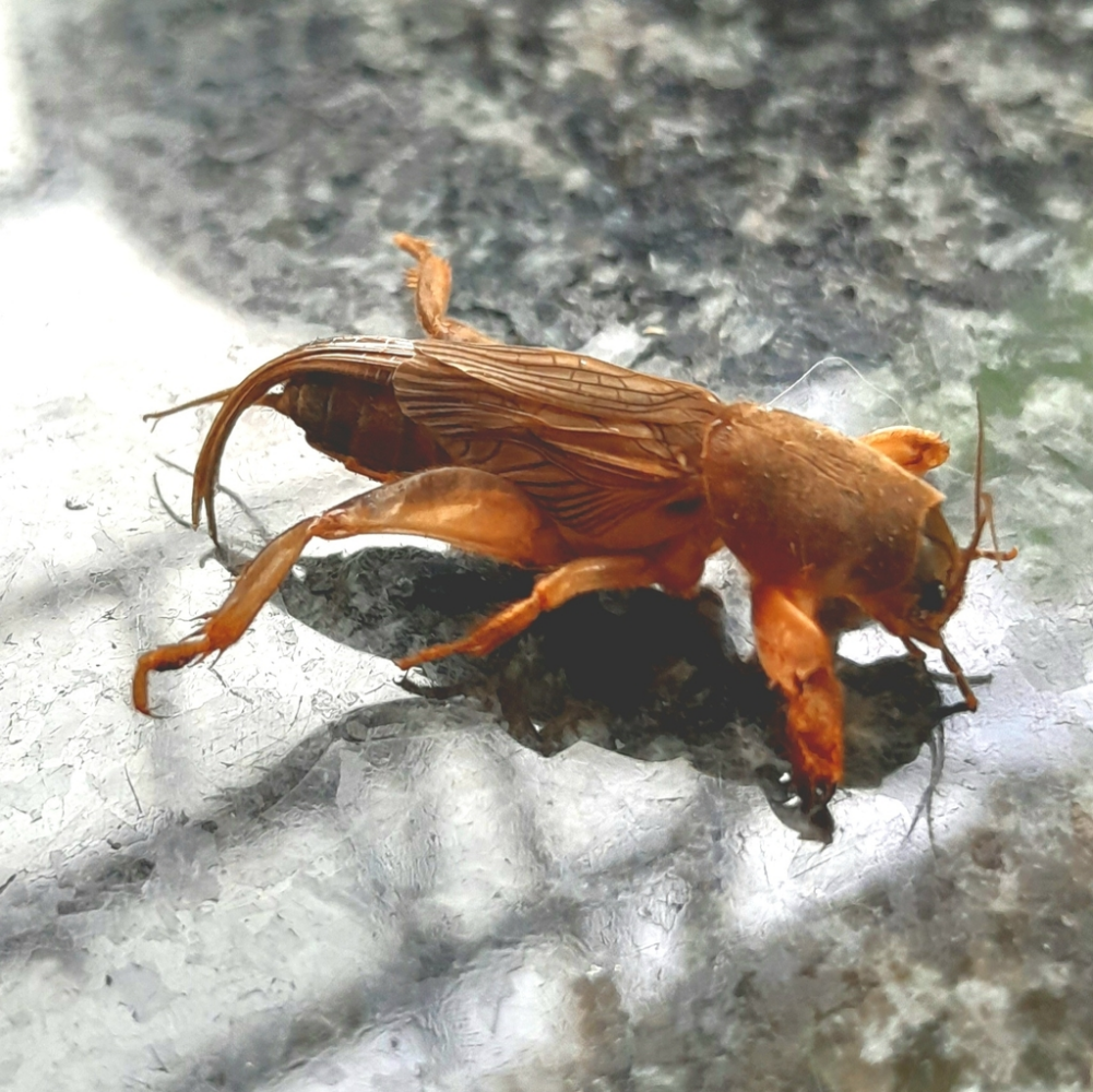 非洲蝼蛄（Gryllotalpa africana）