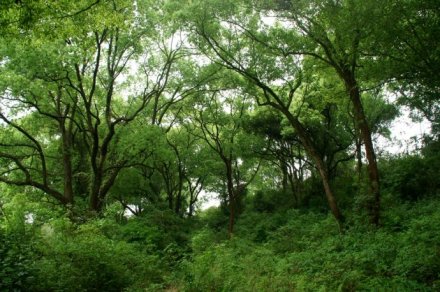 江畔古村樟树林