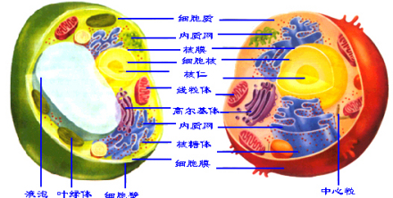 细胞结构
