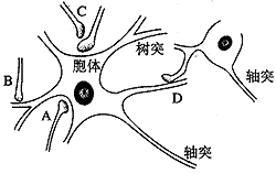 突触的特点:单向传递