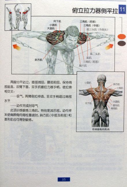 俯姿拉力器弯举示意图