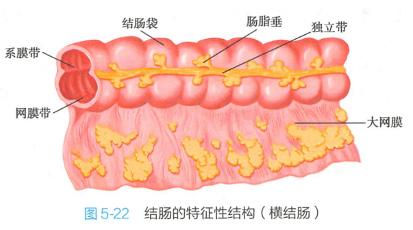 结肠的特征性结构（横结肠）