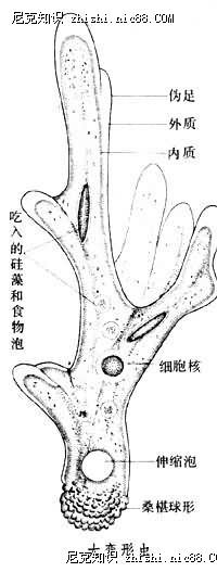 变形虫