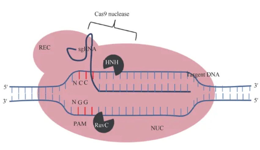 CRISPR-Cas工作原理图