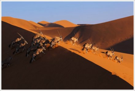纳米布沙漠生物