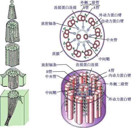 纤毛结构模式图