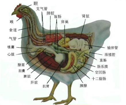 蛋鸡生理