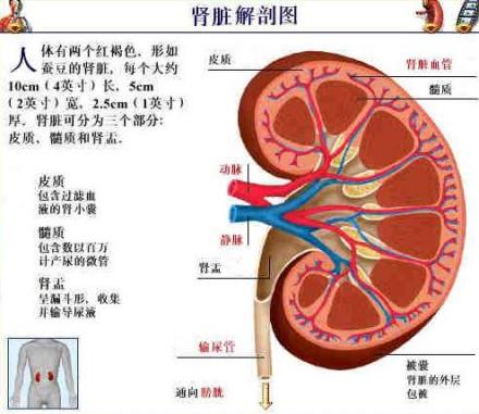 肾周围炎