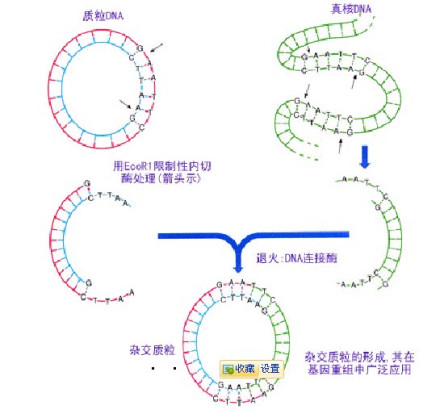 基因重组概念