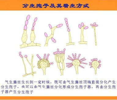 分生孢子