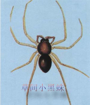草间小黑蛛