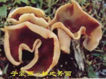 嗜热子囊菌